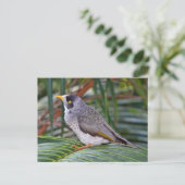 オーストラリアのアデレード、ノイズの多いMiner Bird ポストカード (スタンド正面)