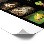 オーストラリアのカエル ポスター (角)