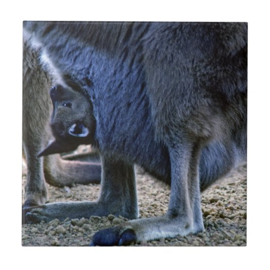 オーストラリアのカンガルーの赤ちゃんと母親のポーチ タイル (正面)