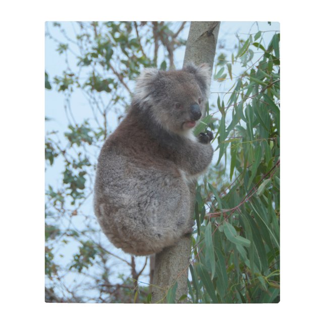 オーストラリアのカンガルー島かわいいコアラの木 メタルプリント (正面)