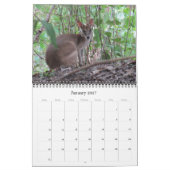 オーストラリアのカンガルー2025 カレンダー (1月 2027)