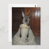 オーストラリアのカンガルー ポストカード (正面/裏面)