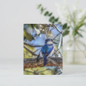 オーストラリアのクィーンズランド ポストカード (スタンド正面)