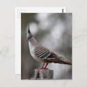 オーストラリアのクイーンズランド地方のトキ鳩 ポストカード (正面/裏面)