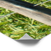 オーストラリアのクイーンズランド地方のフェンスの上のアヒル ポスター (角)