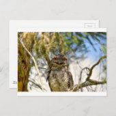 オーストラリアのクイーンズランド州の地方で見られるフクロウの一種 ポストカード (正面/裏面)