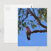 オーストラリアのクイーンズランド州の樹木にいるガラピンク ポストカード (正面/裏面)