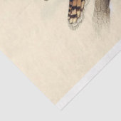 オーストラリアのクーカブラ・デクページ 薄葉紙 (詳細)