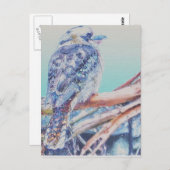 オーストラリアのクーカブラ ポストカード (正面/裏面)