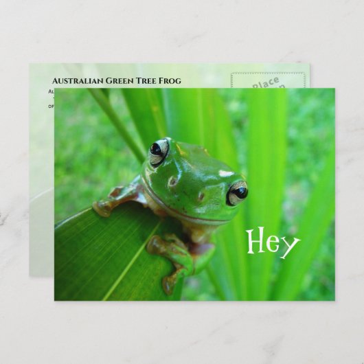 オーストラリアのグリーンツリーカエル白のツリーカエル ポストカード (正面/裏面)