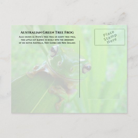 オーストラリアのグリーンツリーカエル白のツリーカエル ポストカード (裏面)