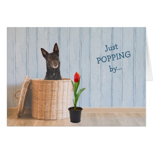 オーストラリアのケルパイドウィッカーバスケット誕生日カード (正面横)