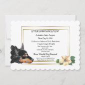 オーストラリアのケルピー子犬の誕生のお知らせ 案内状 (正面)