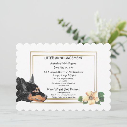 オーストラリアのケルピー子犬の誕生のお知らせ 案内状 (スタンド正面)