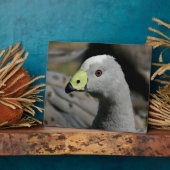 オーストラリアのケープバレングース フォトプラーク (側面)