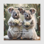 オーストラリアのコアラ結婚・ベア・ホワイト (正面)