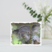 オーストラリアのコアラ葉書 ポストカード (スタンド正面)