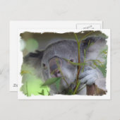 オーストラリアのコアラ葉書 ポストカード (正面/裏面)
