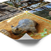 オーストラリアのコアラ、ウォンバット、クオッカ、カンガルー、 ポスター (角)