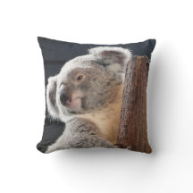 オーストラリアのコアラ