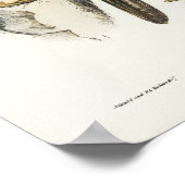 オーストラリアのゴショクbyエリザベス・グールド ポスター (角)