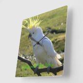 オーストラリアのサルファ・クリステッド・コッカトゥー スクエア壁時計 (傾斜)