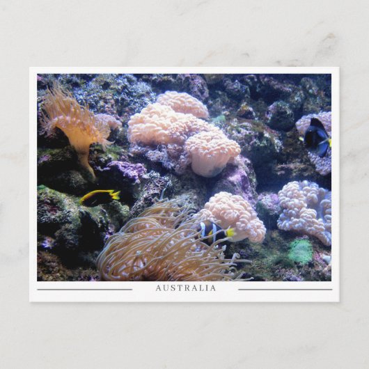 オーストラリアのサンゴ礁の水中海洋生物 ポストカード (正面)