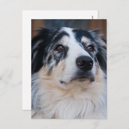 オーストラリアのシェパード・ミックスのクローズアップ写真 ポストカード (正面/裏面)