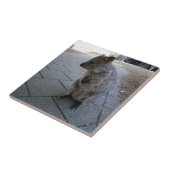 「オーストラリアのスナグルズキュドリーな灰色のクッカ」 タイル (側面)