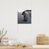 「オーストラリアのスナグルズキュドリーな灰色のクッカ」 ポスター (キッチン)