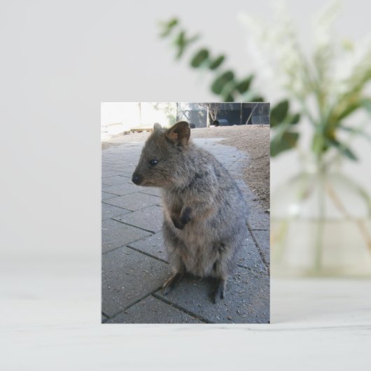 「オーストラリアのスナグルズキュドリーな灰色のクッカ」 ポストカード (スタンド正面)