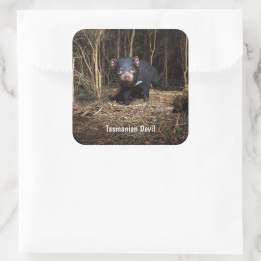 オーストラリアのタスマニアデビル スクエアシール (バッグ)