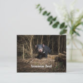 オーストラリアのタスマニアデビル ポストカード (スタンド正面)