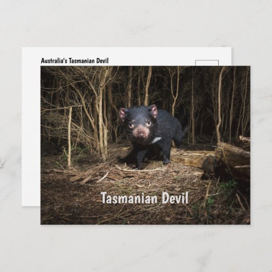 オーストラリアのタスマニアデビル ポストカード (正面/裏面)