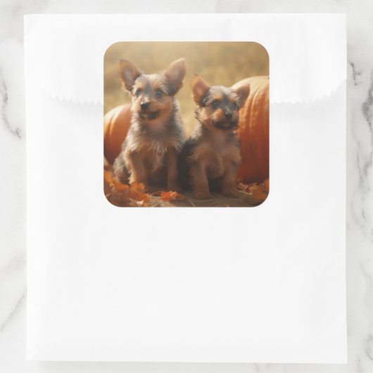 オーストラリアのテリアパピー秋の喜びカボチャ スクエアシール (バッグ)