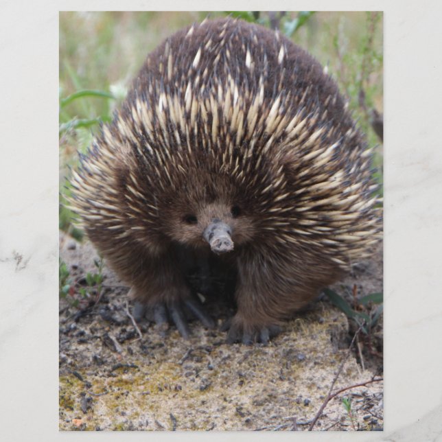 オーストラリアのハリネズミ 可愛い動物の写真 (正面)