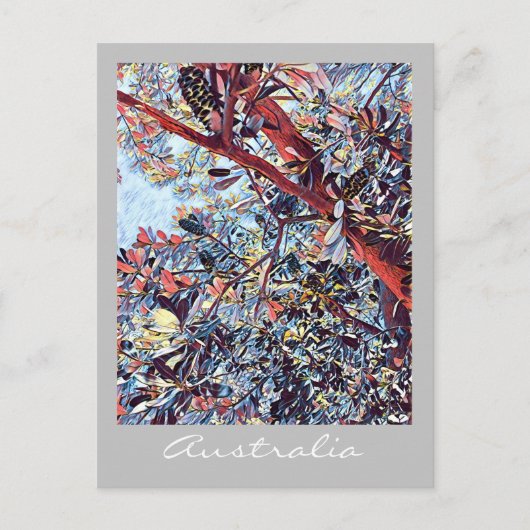 オーストラリアのバンクシアの木の先住民植物 ポストカード (正面)