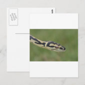 オーストラリアのパイソン ポストカード (正面/裏面)