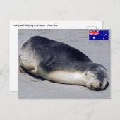 オーストラリアのビーチで眠る若いアザラシ ポストカード (正面/裏面)