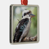 オーストラリアのフレイザー島で笑うコカブラ メタルオーナメント (右)