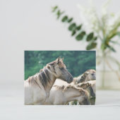 オーストラリアのブルンビー馬の群れ ポストカード (スタンド正面)