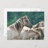 オーストラリアのブルンビー馬の群れ ポストカード (正面/裏面)
