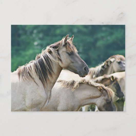 オーストラリアのブルンビー馬の群れ ポストカード (正面)