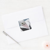 オーストラリアのペリカンのクローズアップ スクエアシール (封筒)