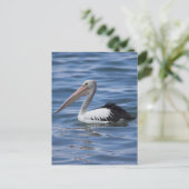 オーストラリアのペリカン ポストカード (スタンド正面)