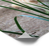 オーストラリアのリンゴ ポスター (角)