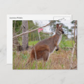 オーストラリアのワラビー ポストカード (正面/裏面)