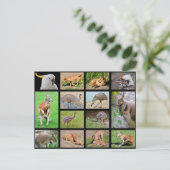 オーストラリアの動物の14枚のモザイク写真 シーズンポストカード (スタンド正面)