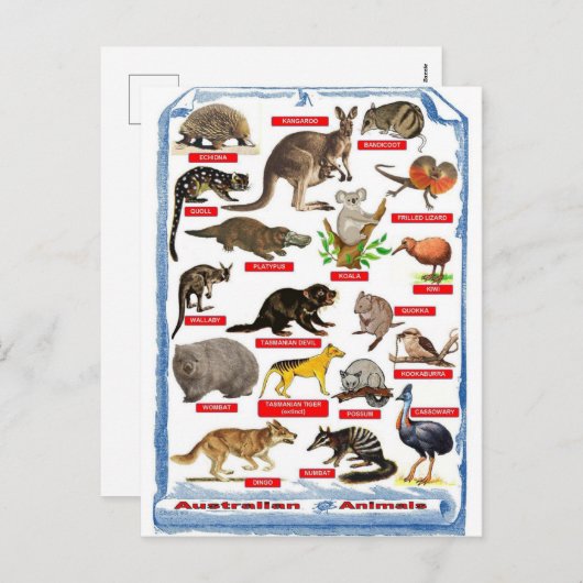 オーストラリアの動物はがき シーズンポストカード (正面/裏面)