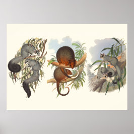 オーストラリアの動物三柱 ポスター